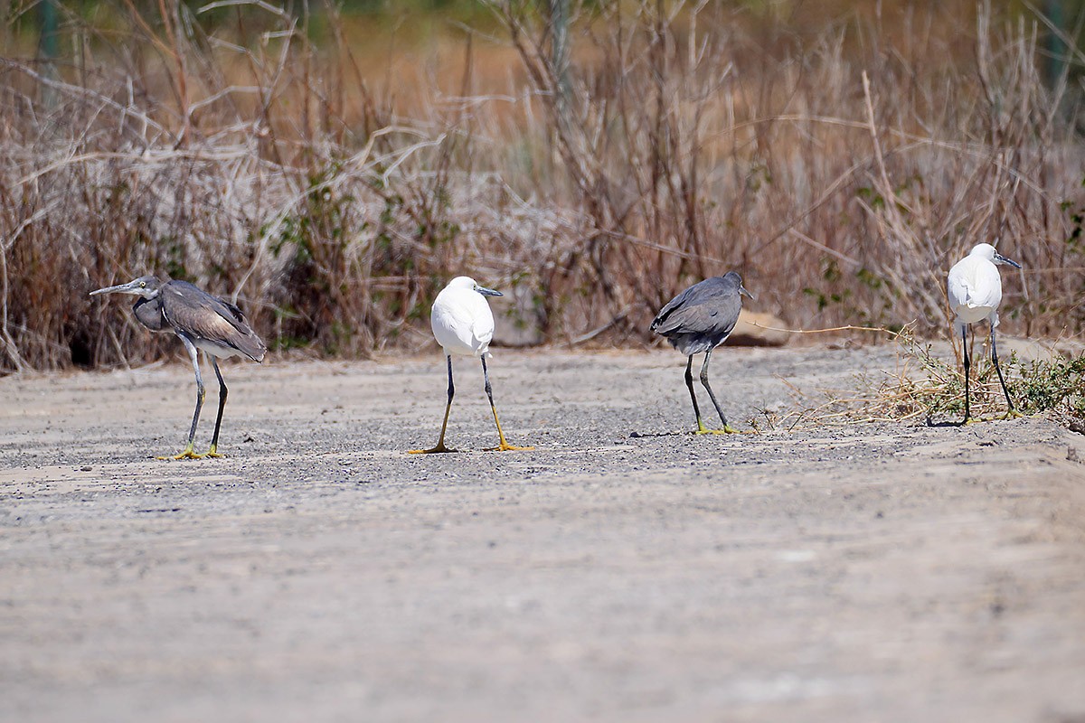 Western Reef-Heron - Jose Antonio Lama