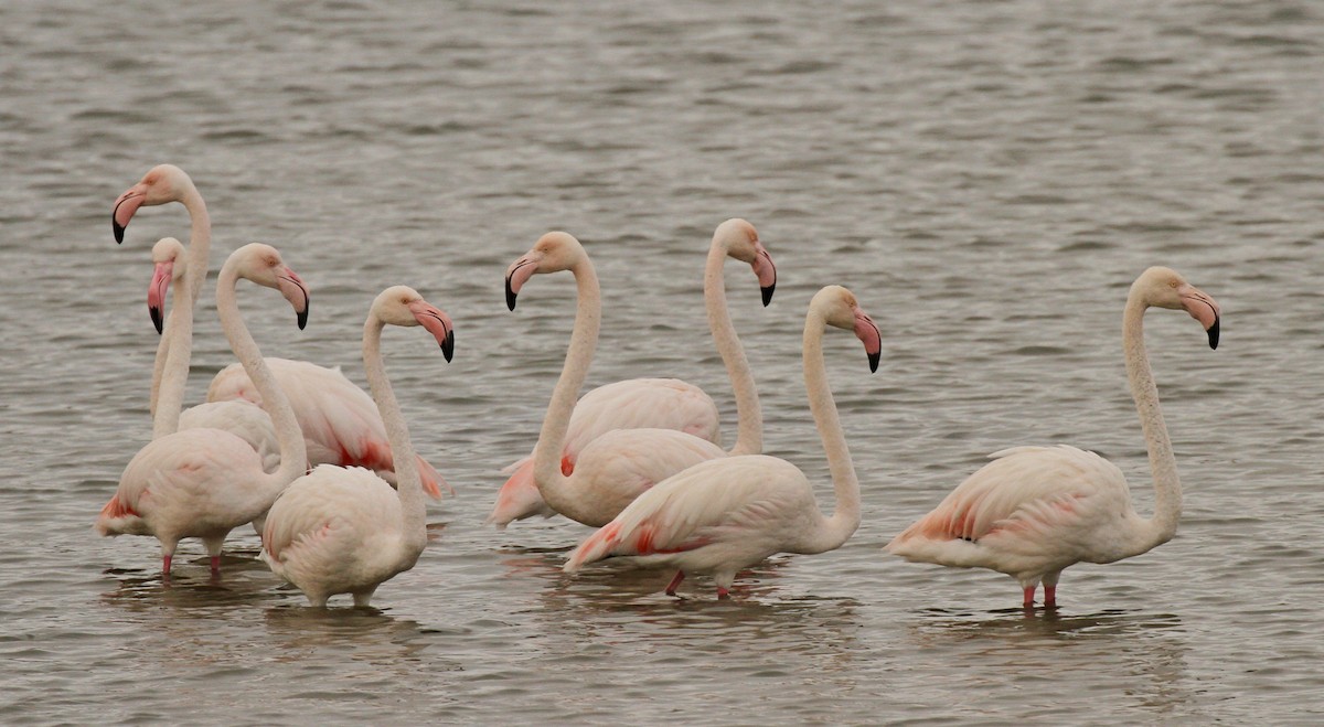 Greater Flamingo - Marna Buys