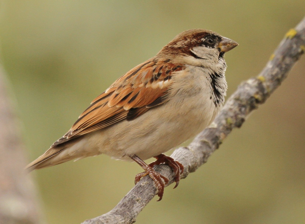 House Sparrow - Marna Buys