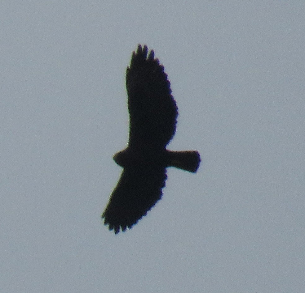 Black-and-chestnut Eagle - David Muth