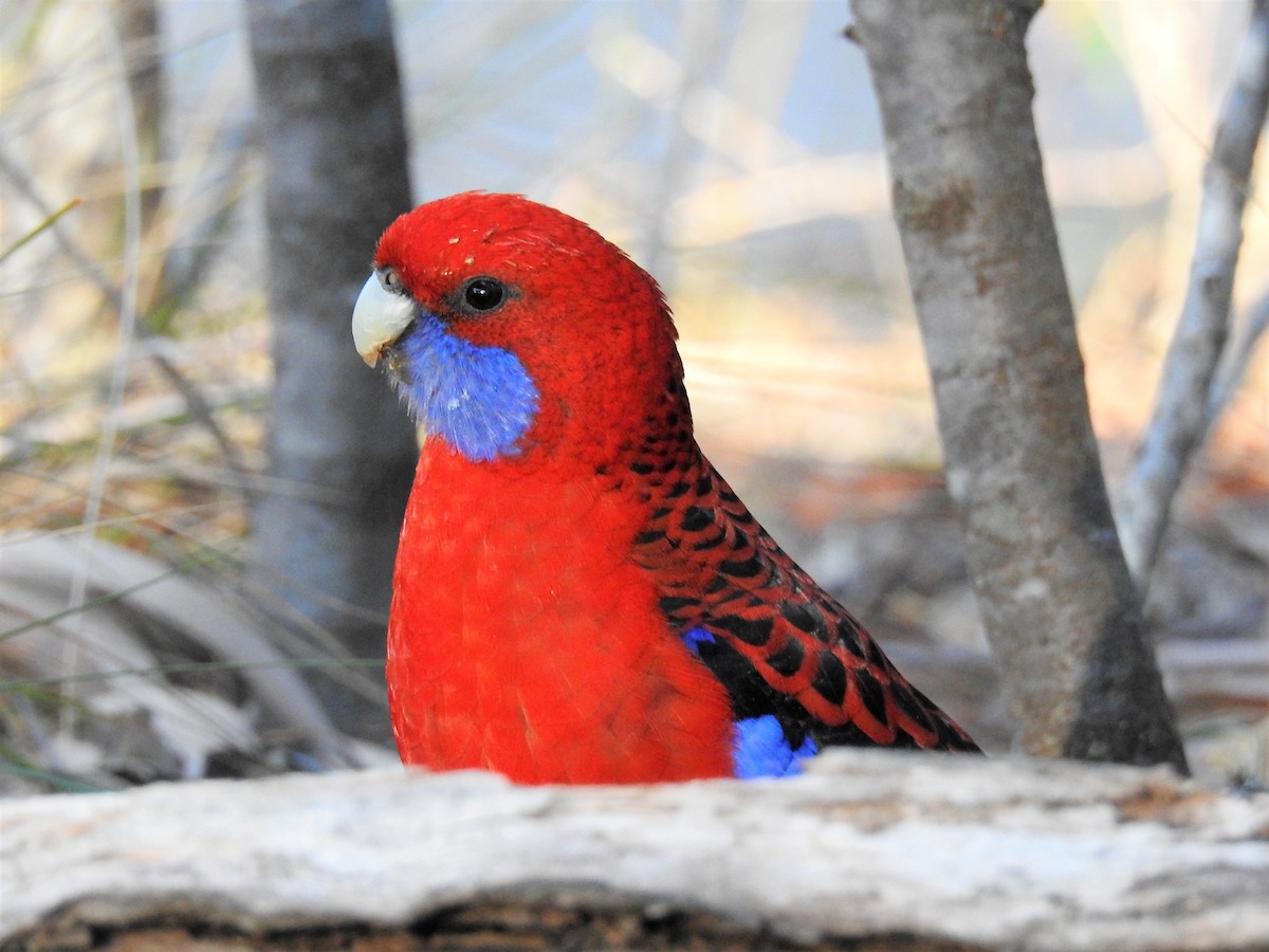 Crimson Rosella - Ana Paula Alminhana Maciel