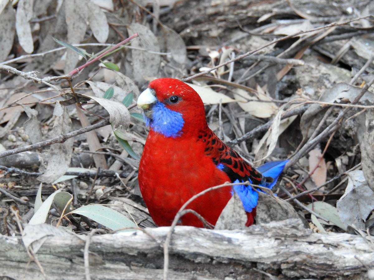 Crimson Rosella - ML110465991