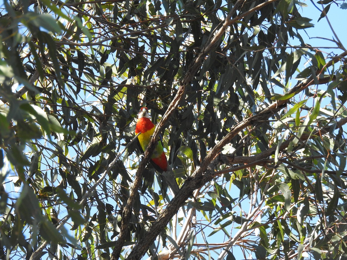 Eastern Rosella - ML110466091