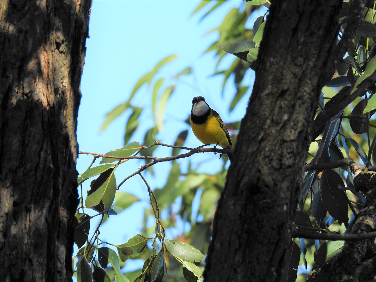 Golden Whistler - Ana Paula Alminhana Maciel