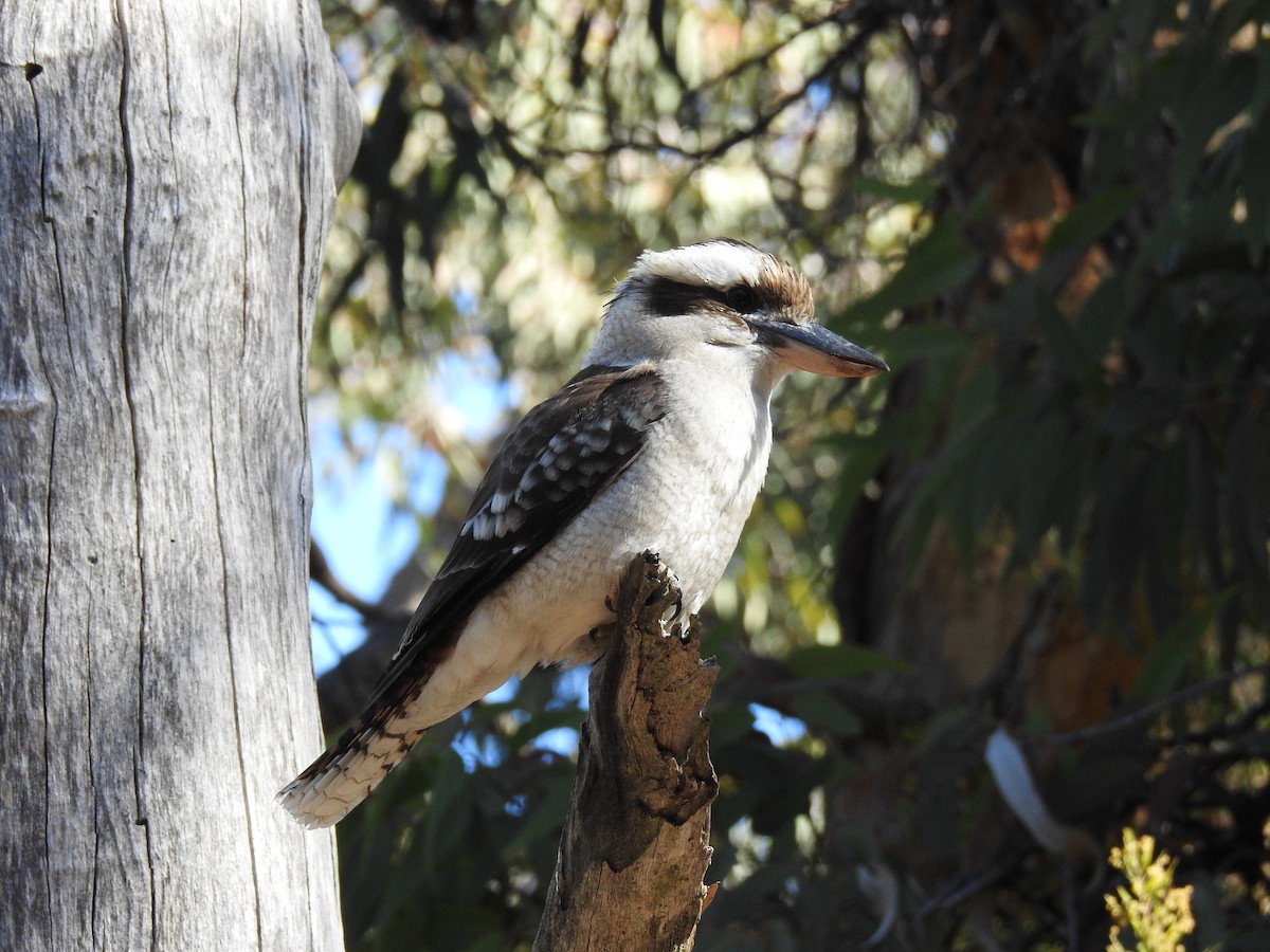 Laughing Kookaburra - ML110466481