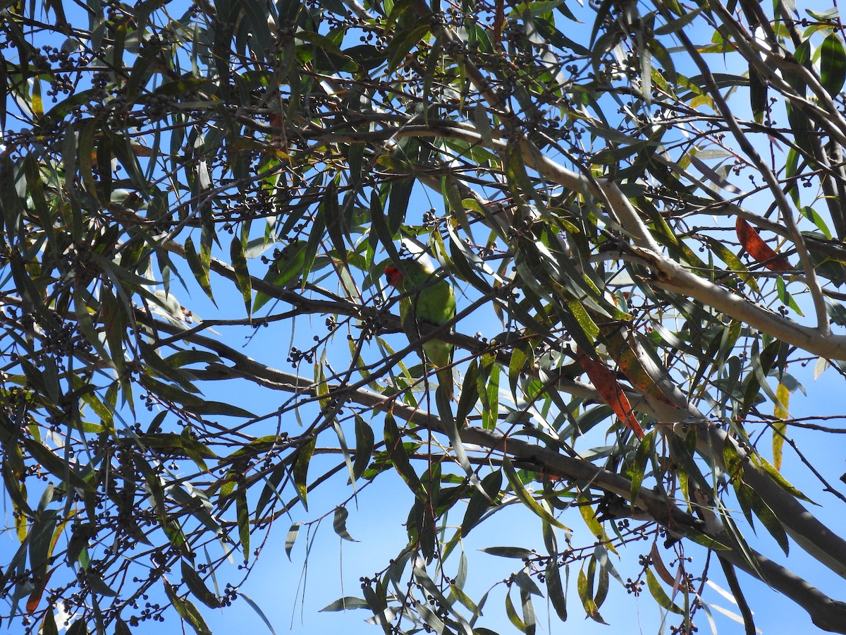 Little Lorikeet - ML110466551