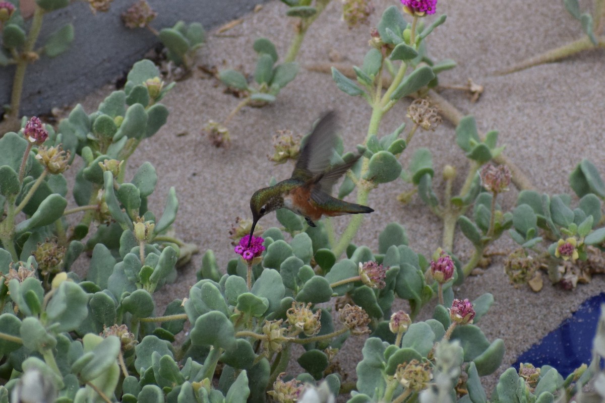 Rufous Hummingbird - ML110467031