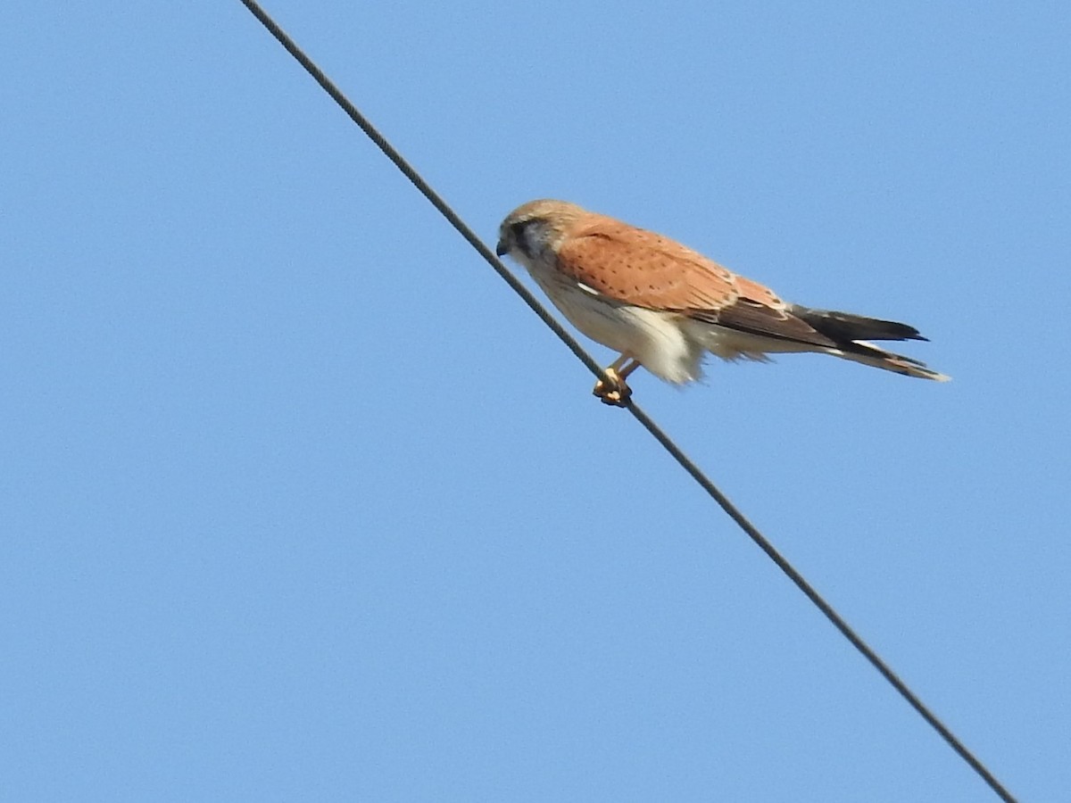 Nankeen Kestrel - ML110467731