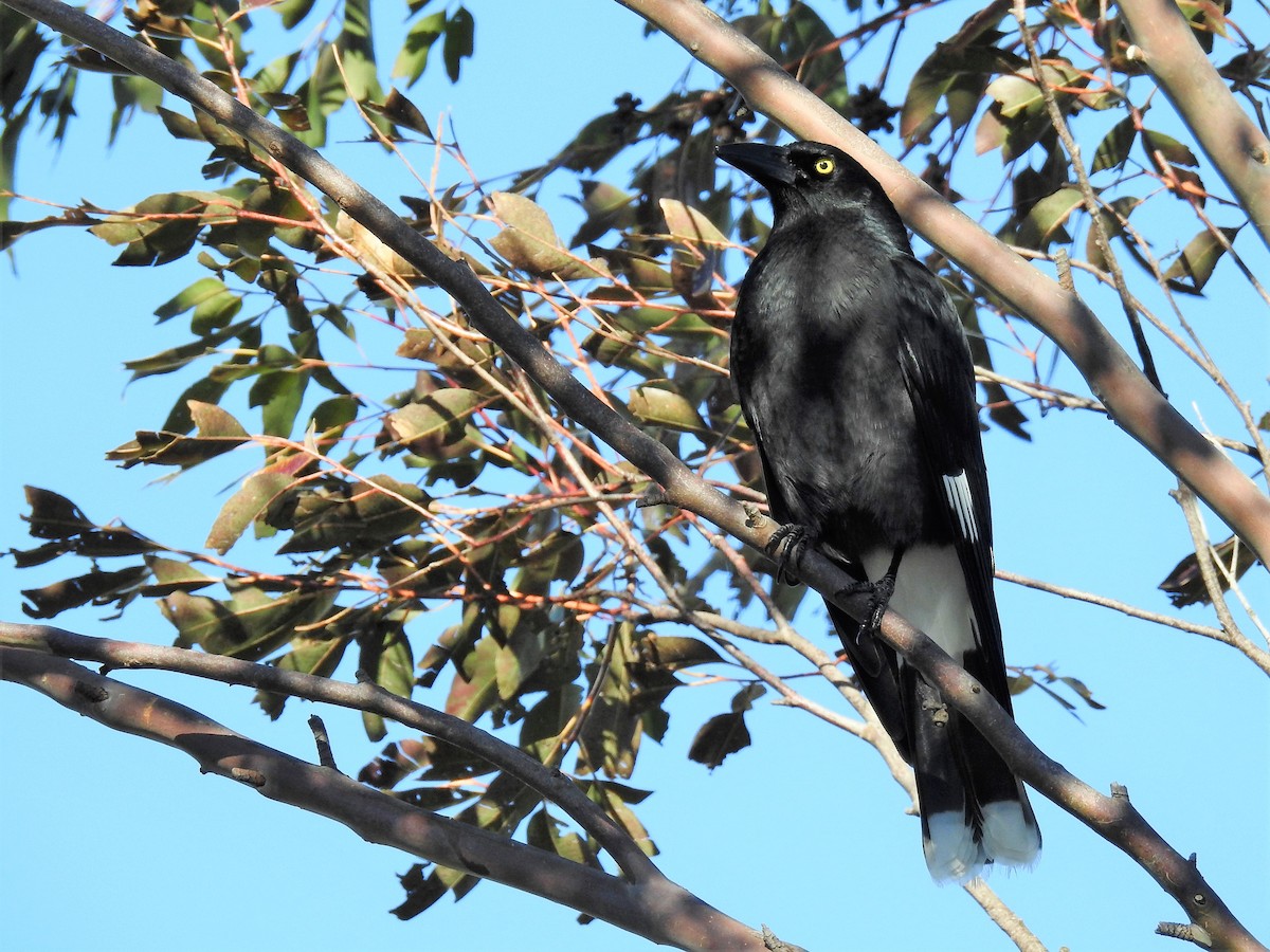 Pied Currawong - ML110468081