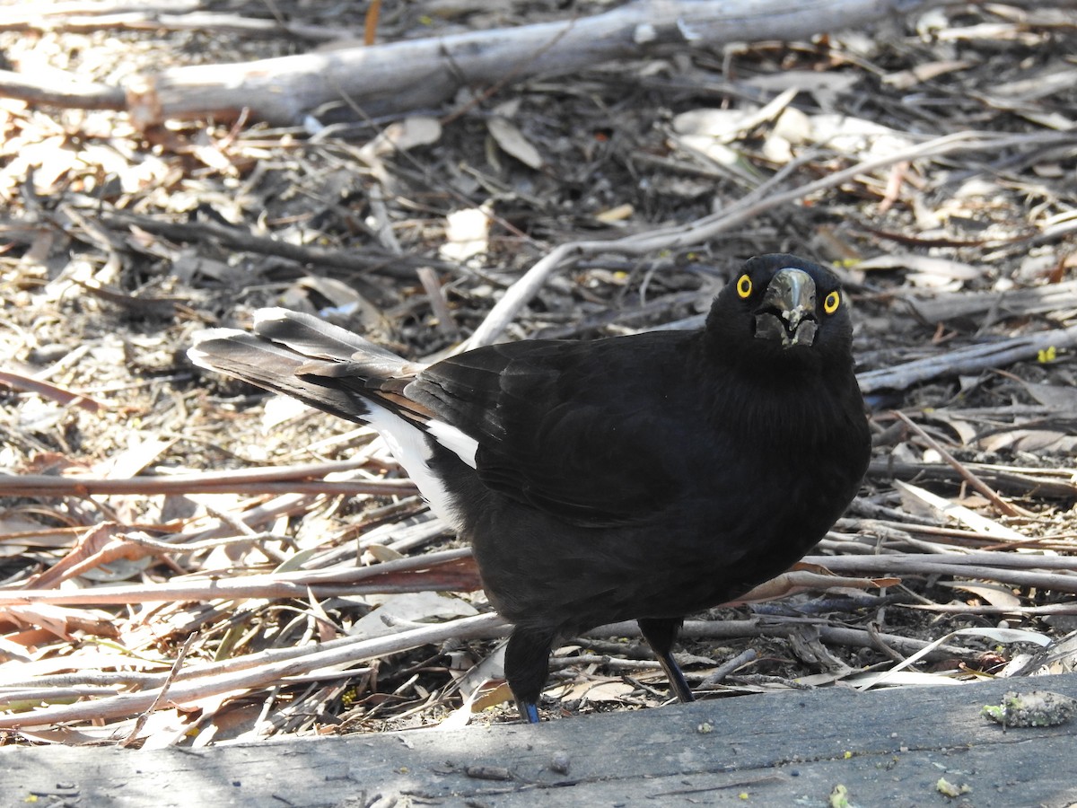 Pied Currawong - ML110468141