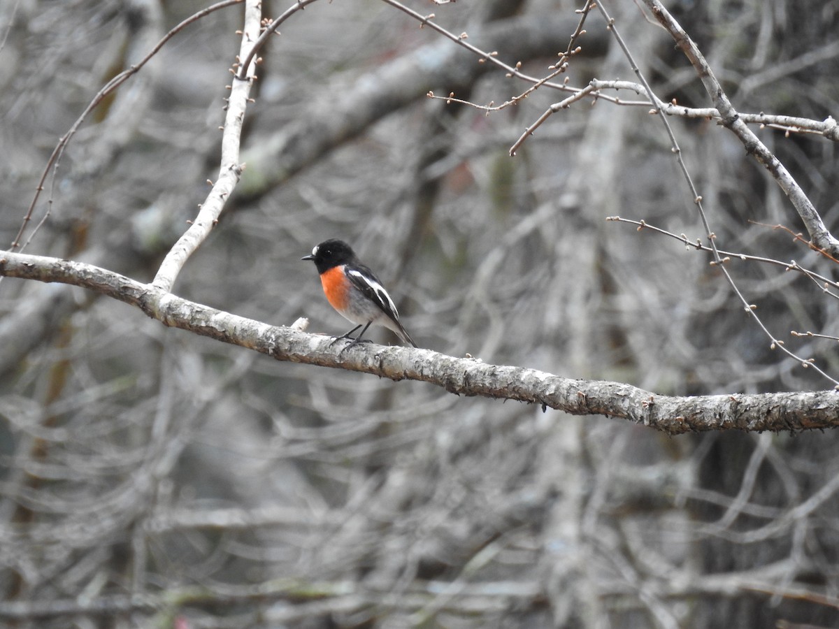 Scarlet Robin - Ana Paula Alminhana Maciel