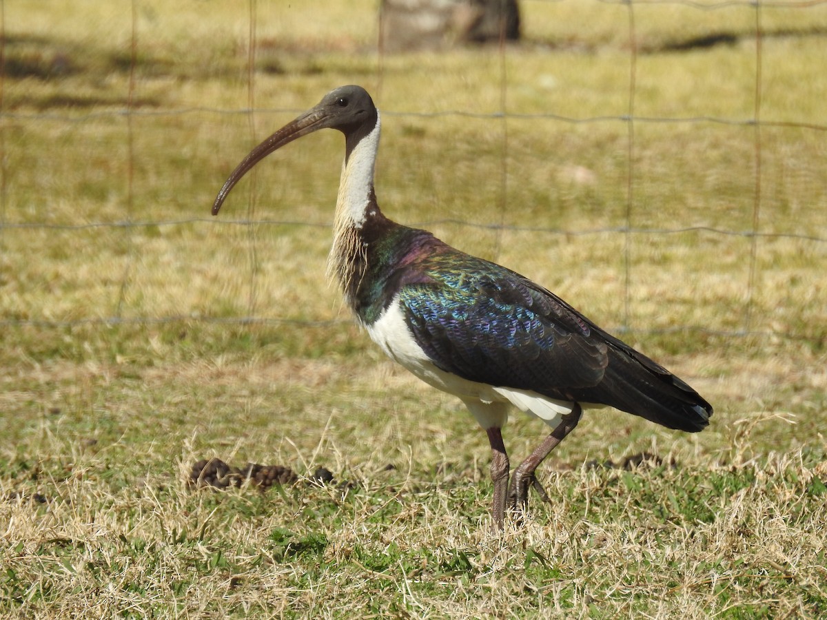 ibis slámokrký - ML110468471