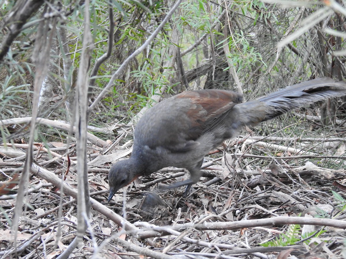 Superb Lyrebird - ML110468561