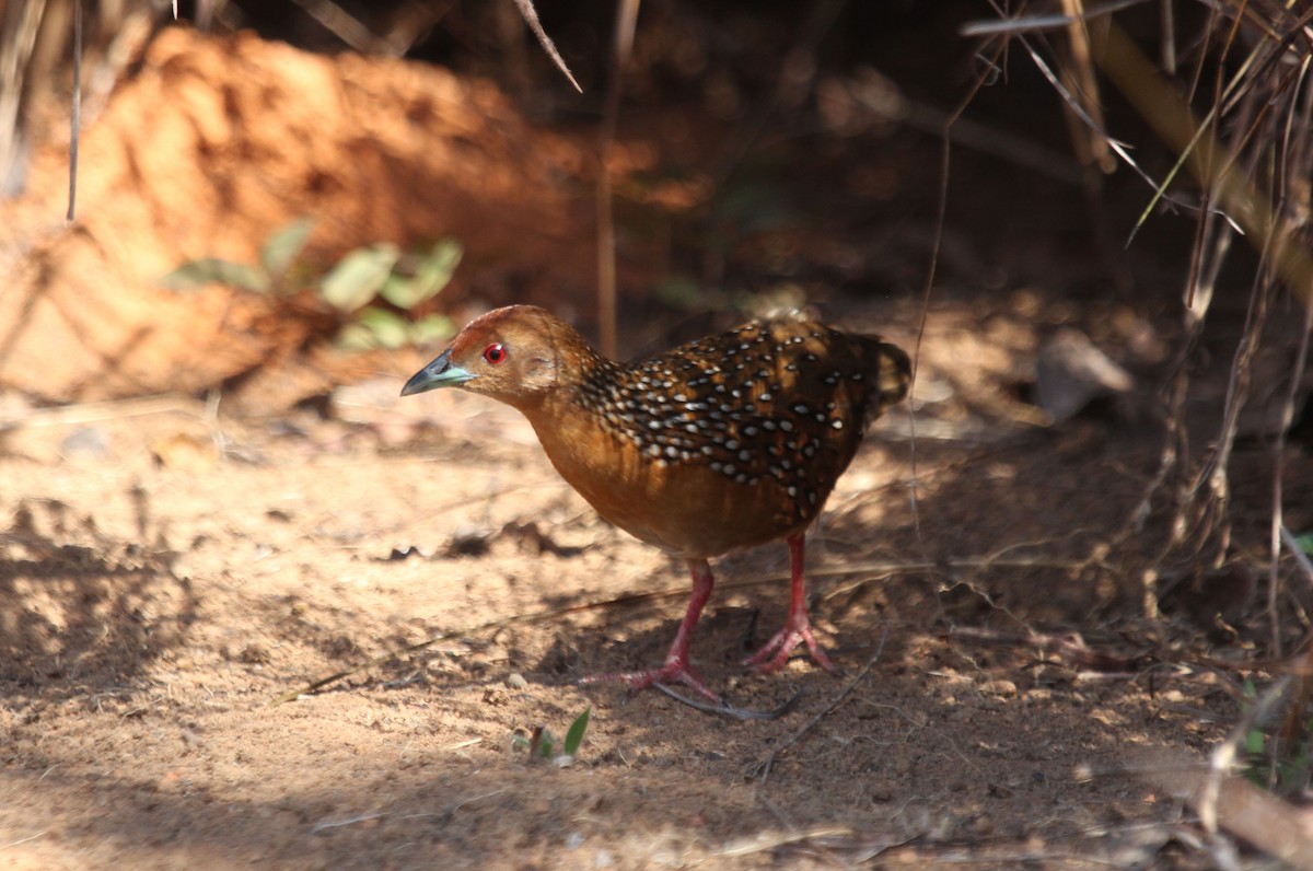 Ocellated Crake - Alexander Lees