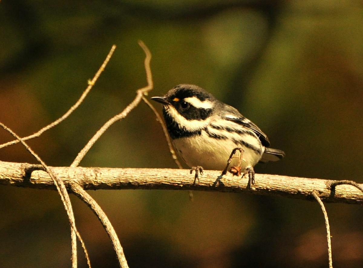 Black-throated Gray Warbler - ML110470581