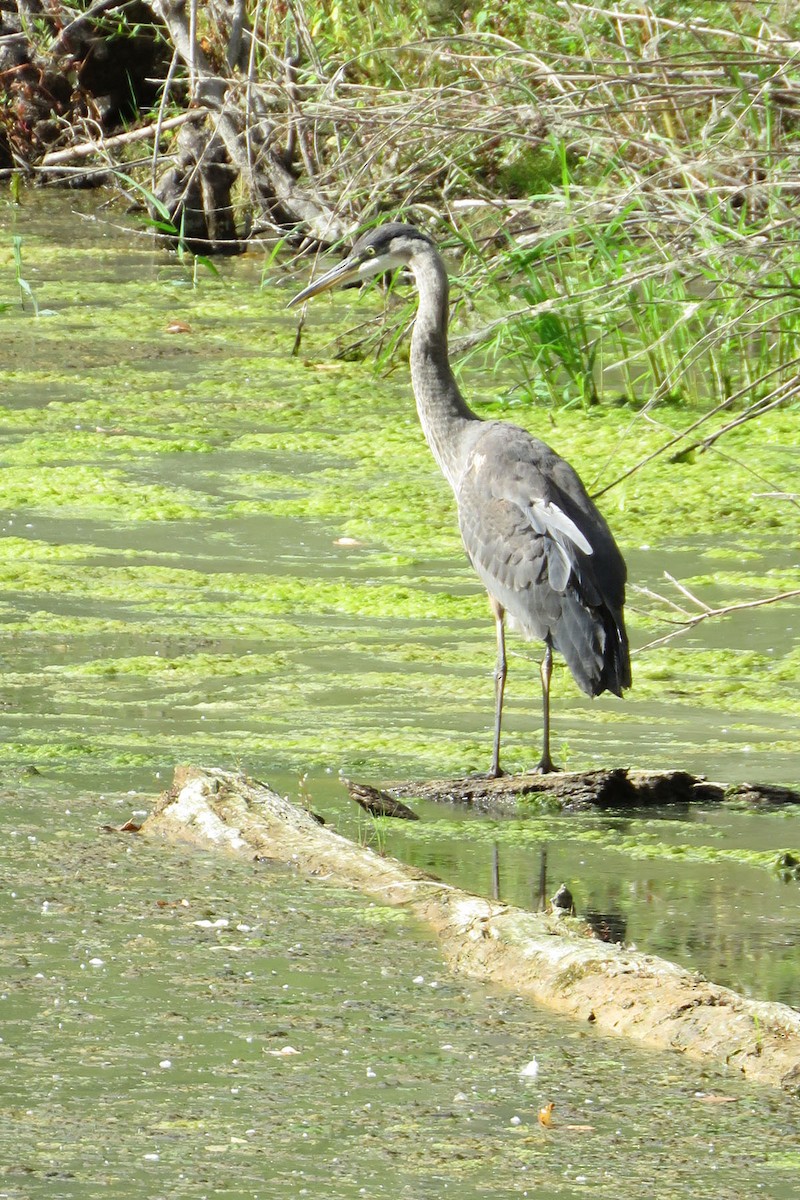 Great Blue Heron - Sandra Morey