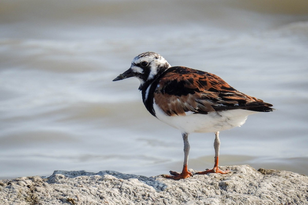 Ruddy Turnstone - ML110477251