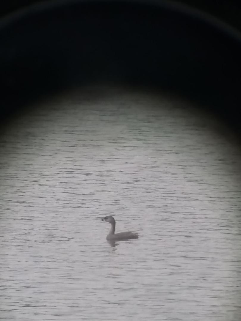 Pied-billed Grebe - ML110477741