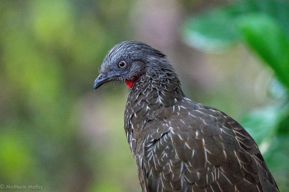 Band-tailed Guan - ML110479251