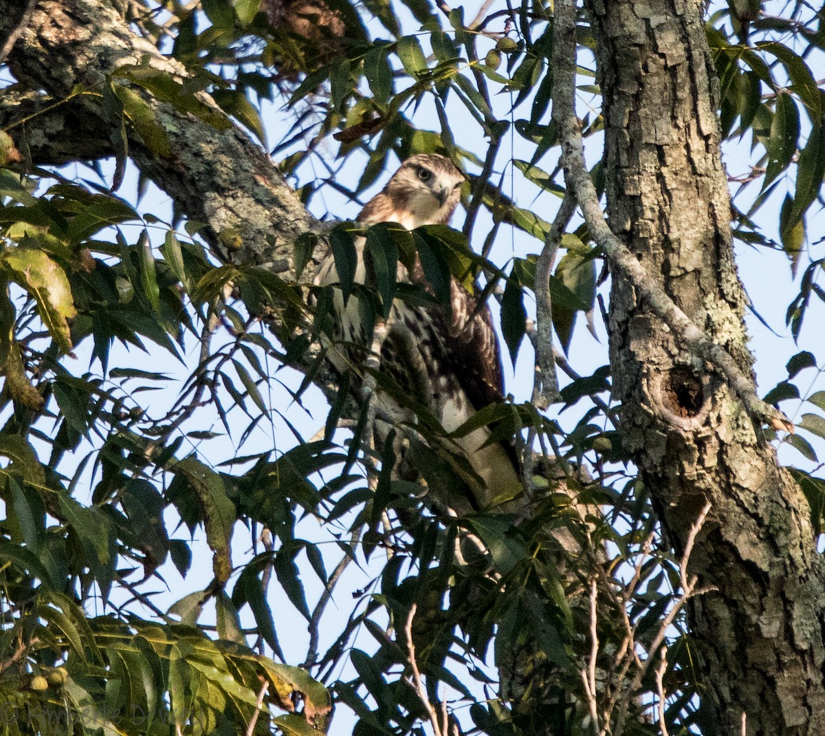 Red-tailed Hawk - Kimberlie Dewey