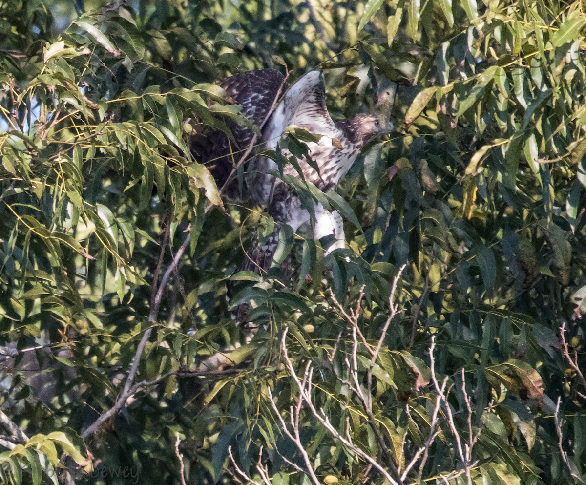 Red-tailed Hawk - Kimberlie Dewey