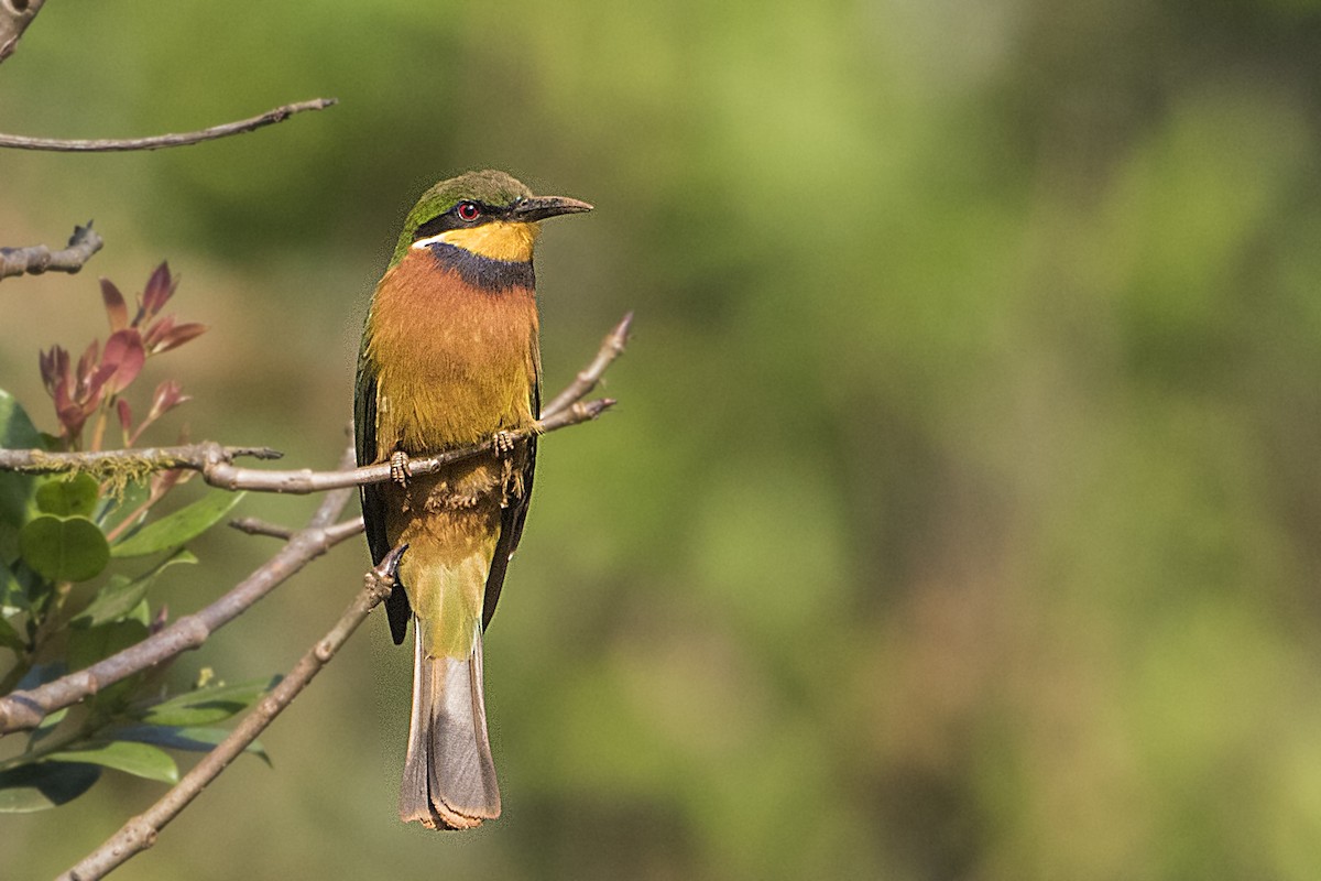 Cinnamon-chested Bee-eater - ML110481031