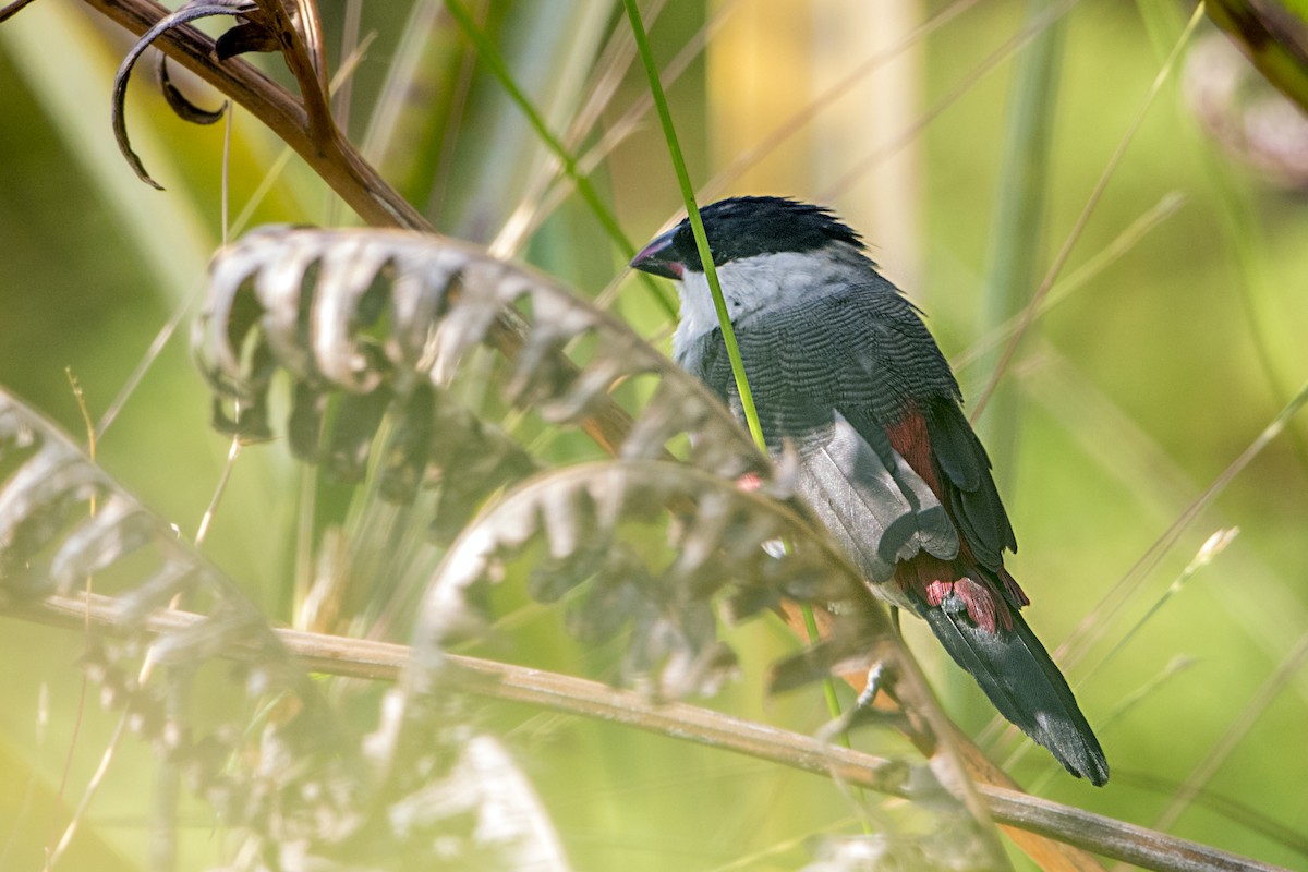 Kandt's Waxbill - ML110481051