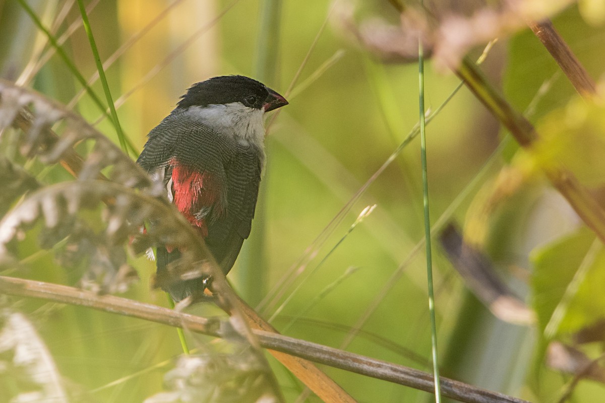 Kandt's Waxbill - ML110481061