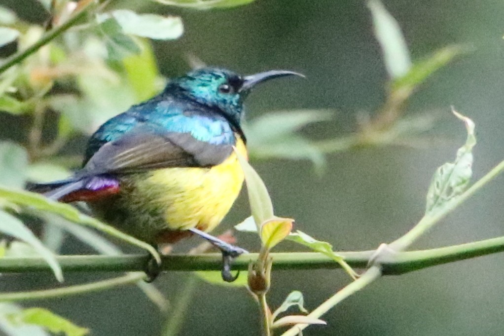 Regal Sunbird - ML110481201