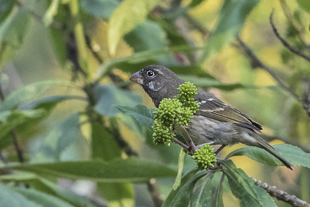 Thick-billed Seedeater - ML110481341