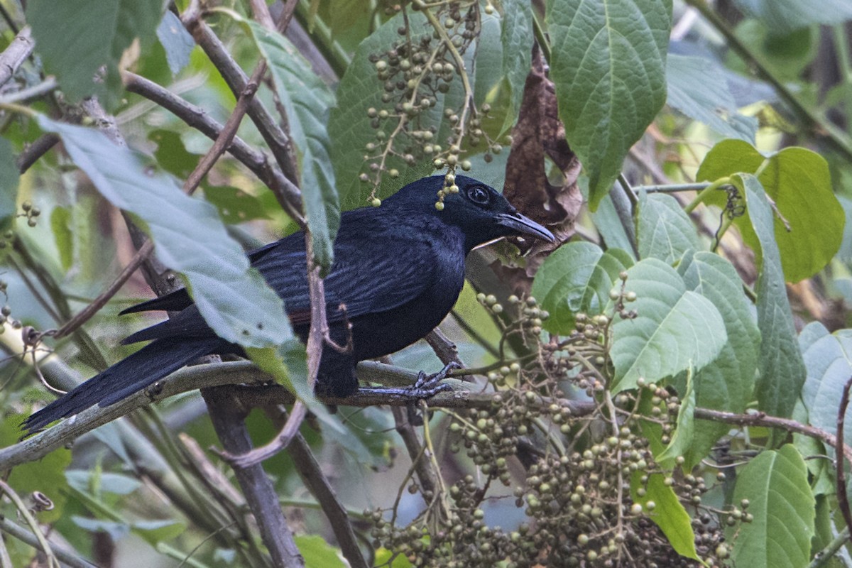 Waller's Starling - ML110481461