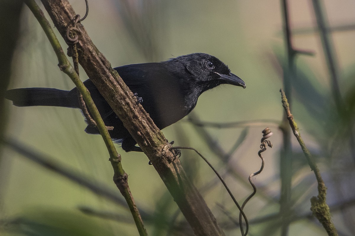 Willard's Sooty Boubou - ML110481581