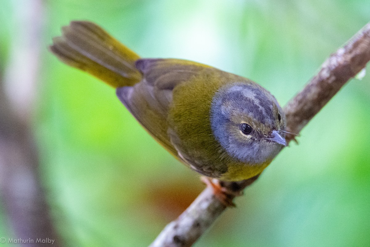 White-lored Warbler - ML110483281