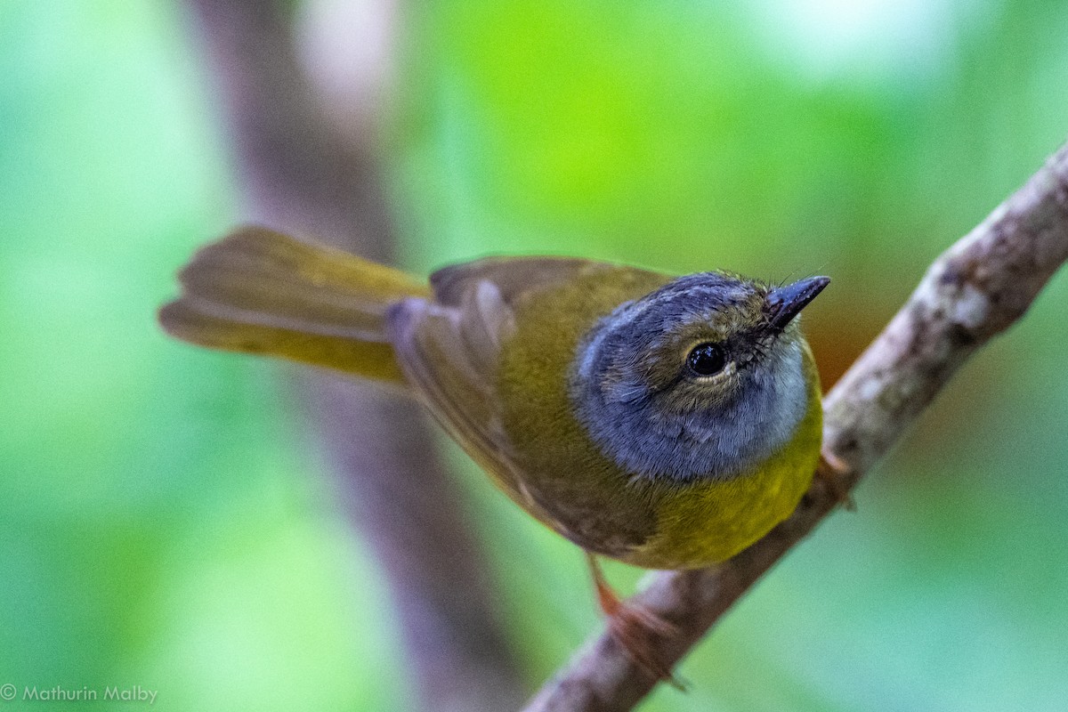 White-lored Warbler - ML110483291