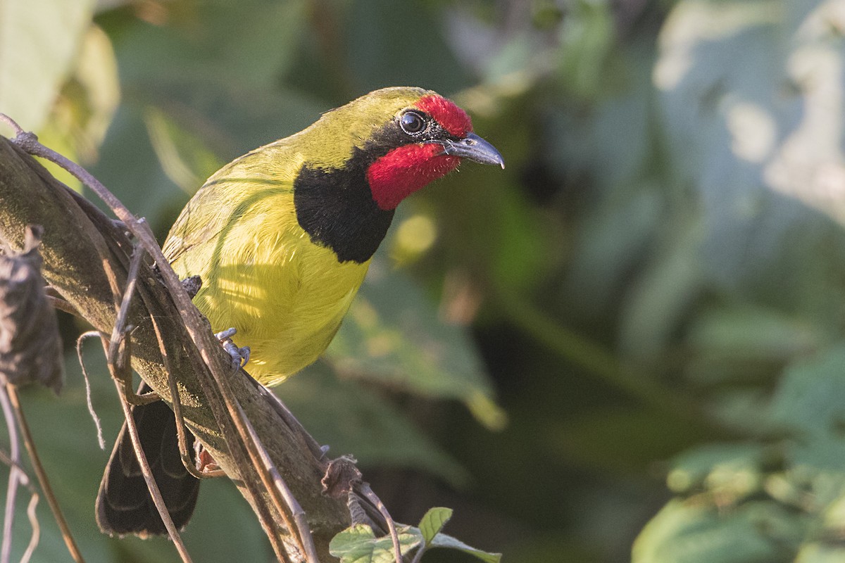 Doherty's Bushshrike - ML110484091