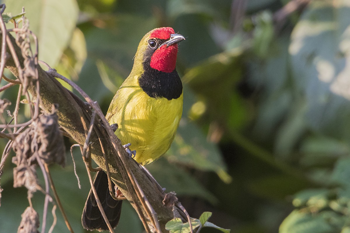 Doherty's Bushshrike - Bradley Hacker 🦜