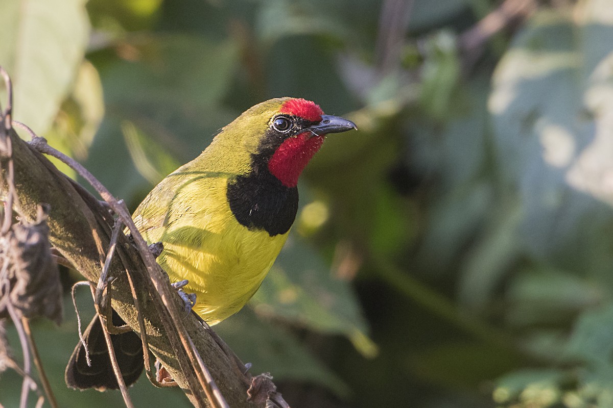 Doherty's Bushshrike - ML110484131