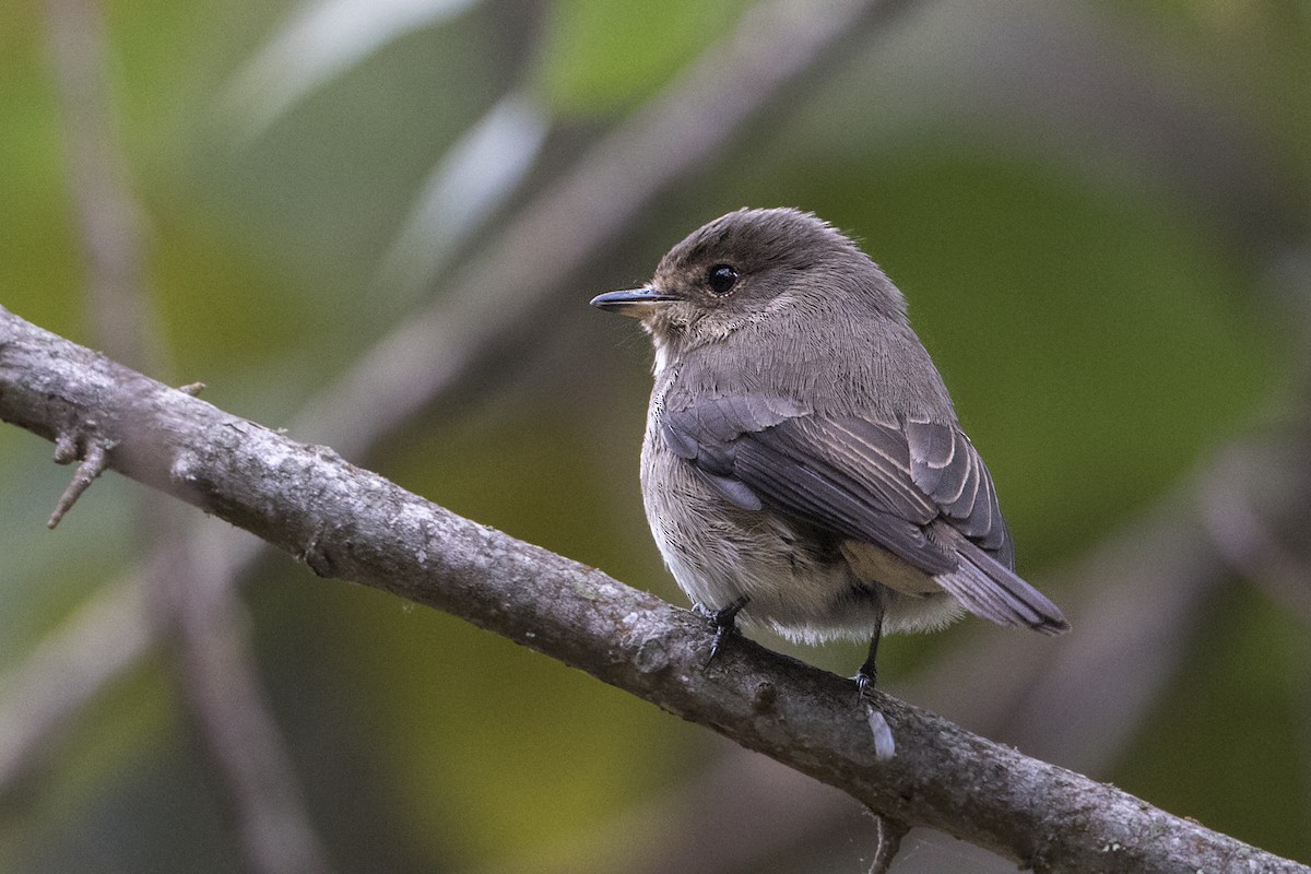 Papamoscas Sombrío - ML110484481