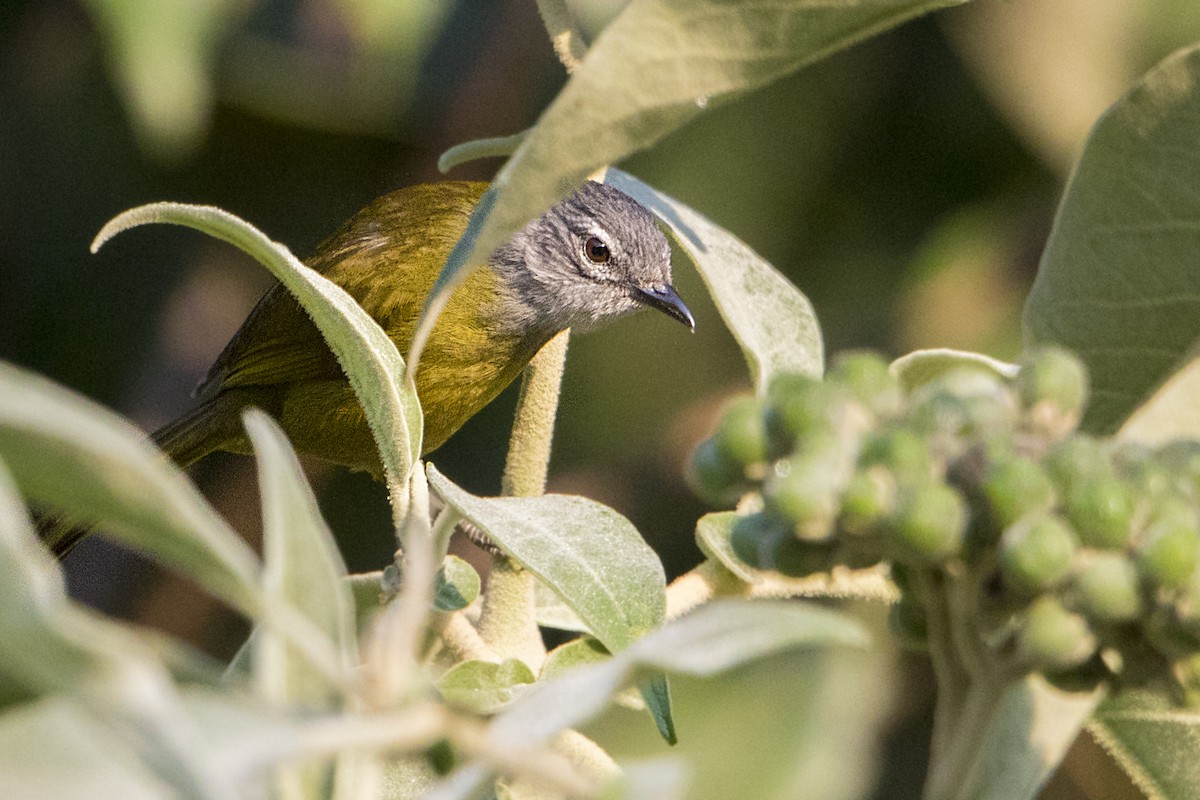 クロガシラアオヒヨ（kikuyuensis） - ML110484621