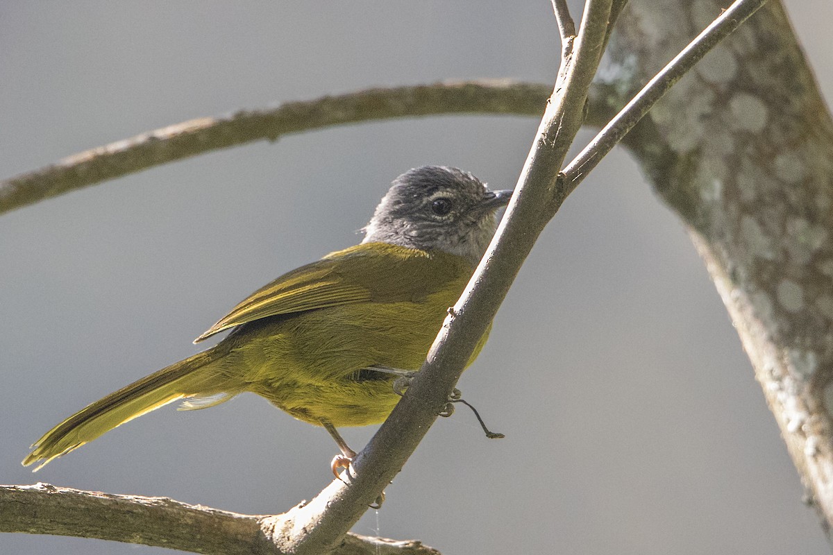 Kikuyu Mountain Greenbul - ML110484661