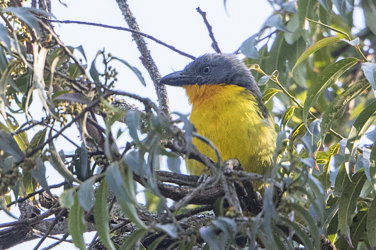 Lagden's Bushshrike - ML110484741