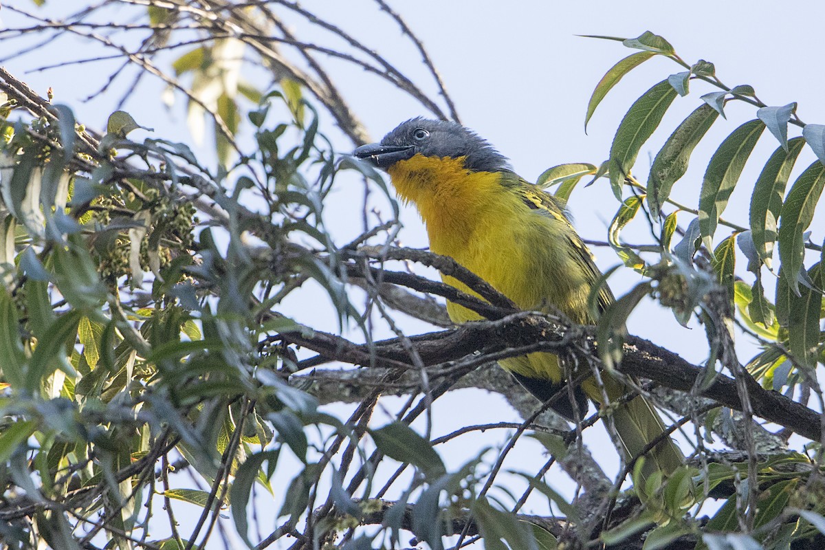 Lagden's Bushshrike - ML110484801