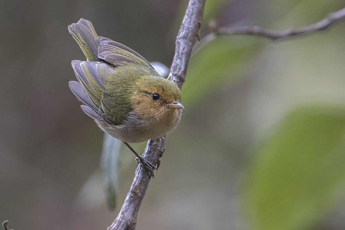 Red-faced Woodland-Warbler - ML110485561