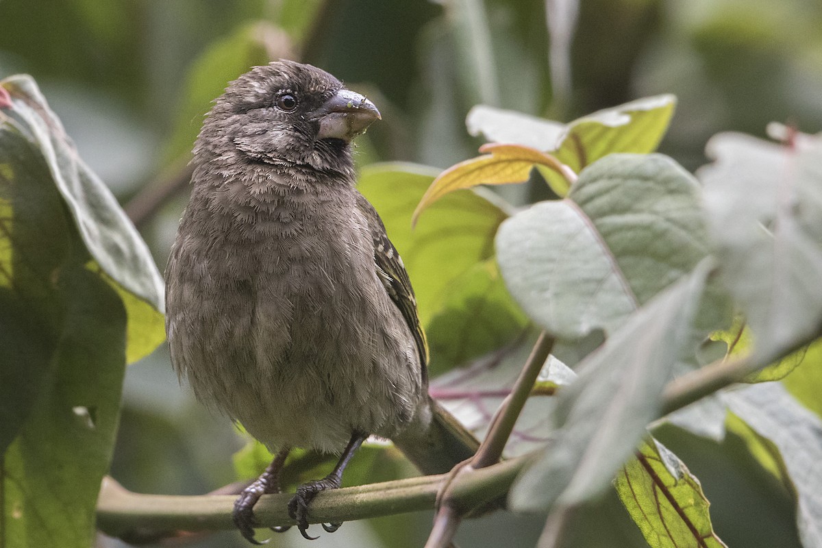 Thick-billed Seedeater - Bradley Hacker 🦜