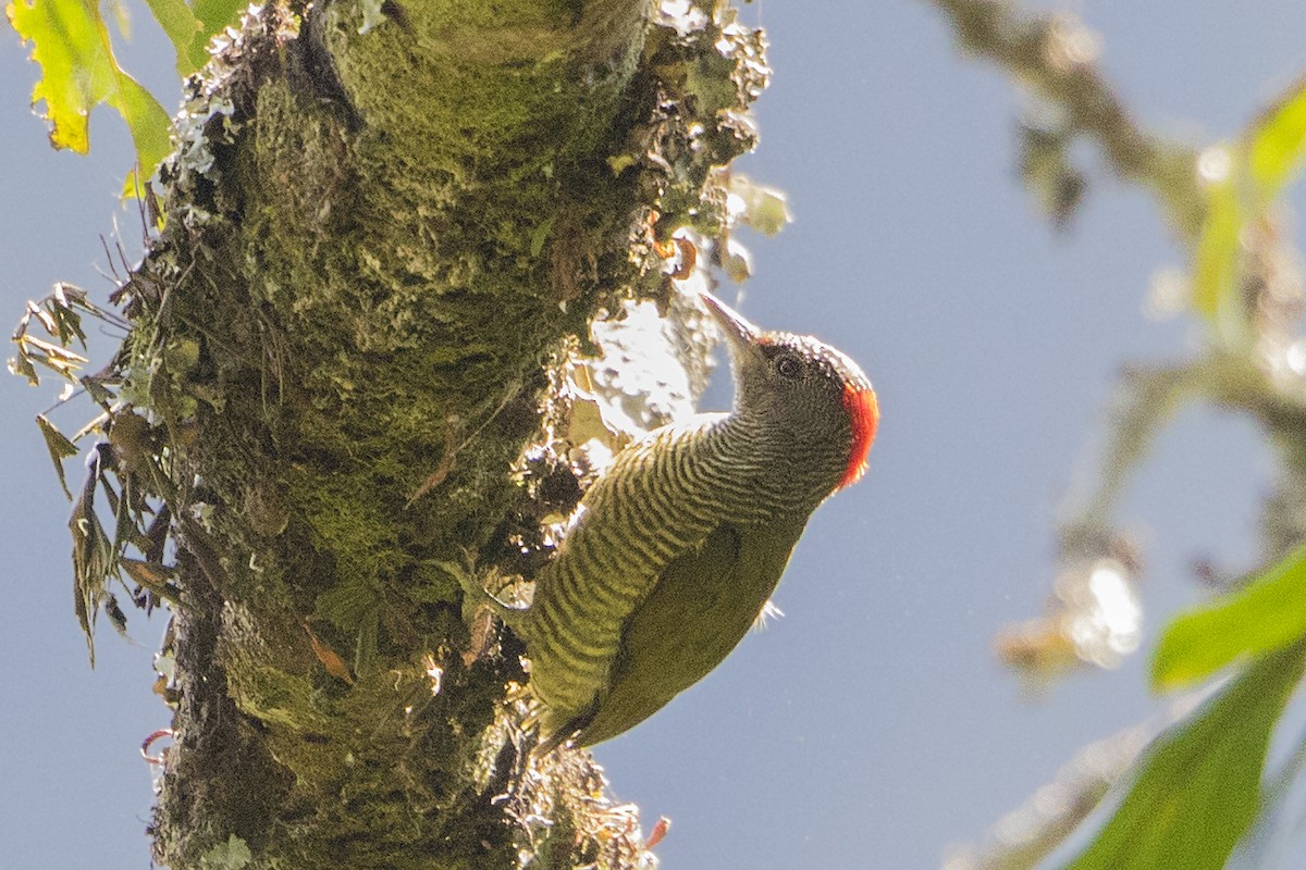 Fine-banded Woodpecker - ML110485941