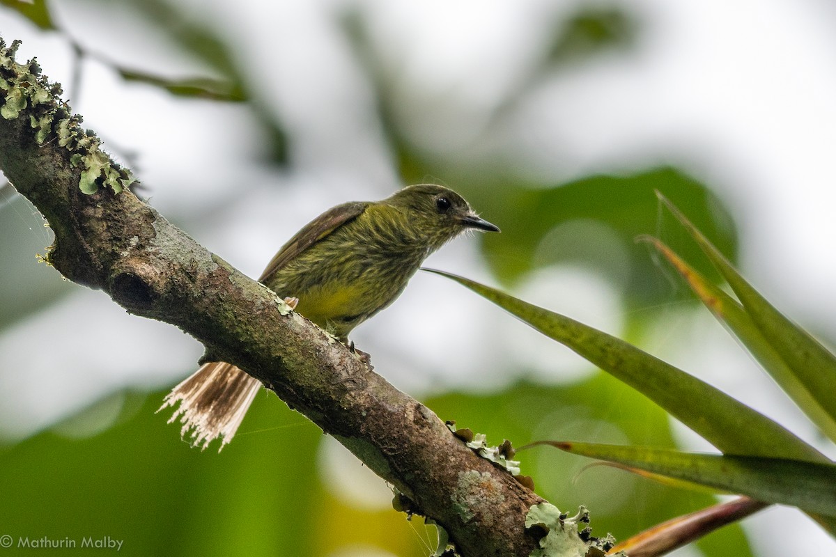 Olive-striped Flycatcher - ML110486311