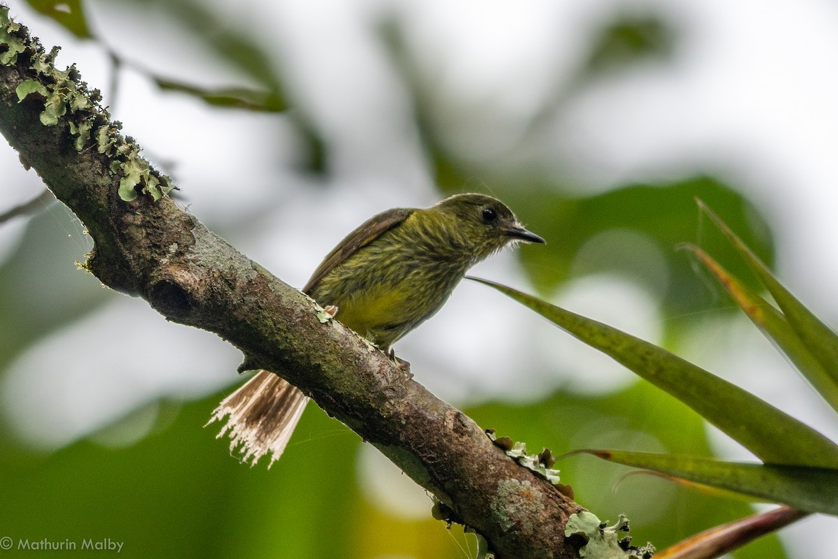 Olive-striped Flycatcher - ML110486321