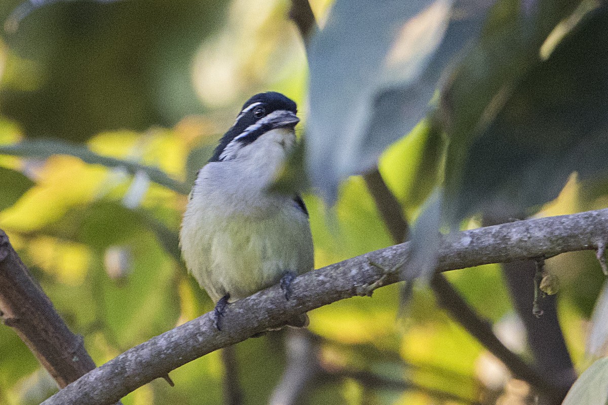 Küçük Maskeli Cüce Barbet - ML110486471