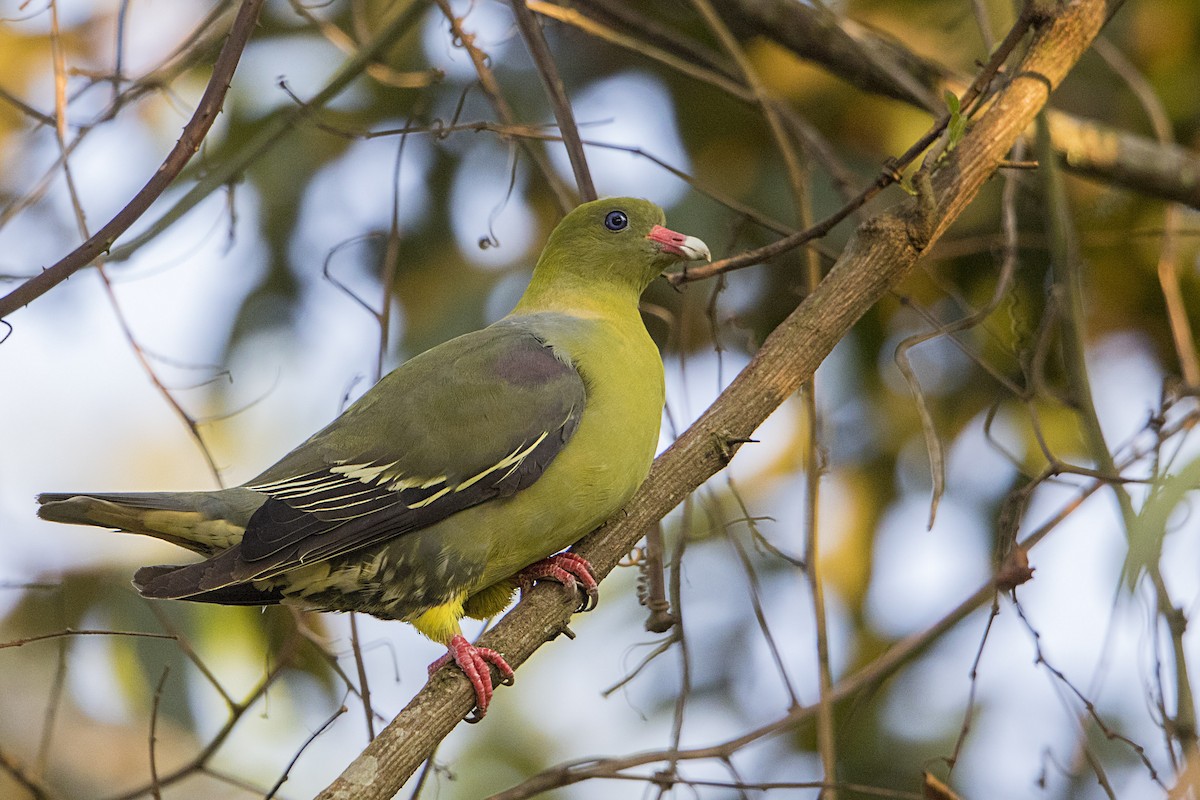 African Green-Pigeon - ML110486851