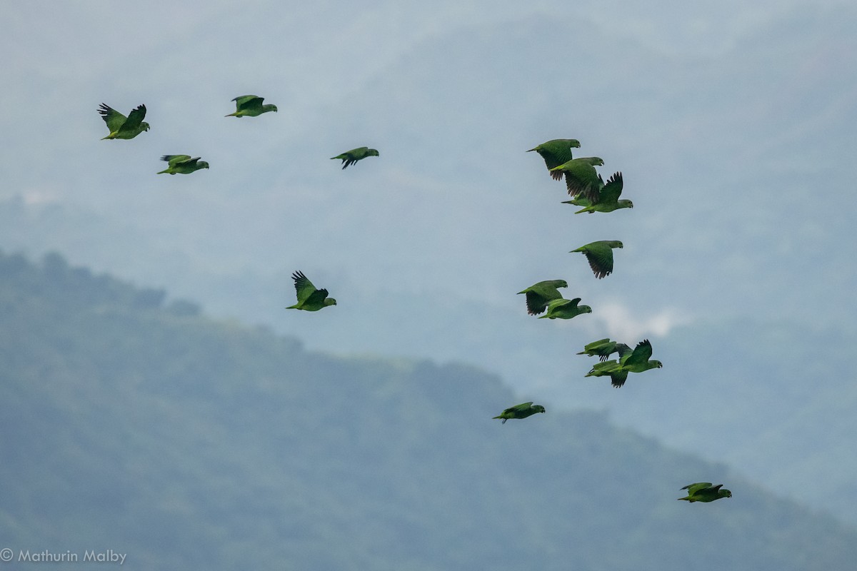 Scaly-naped Parrot - Mathurin Malby